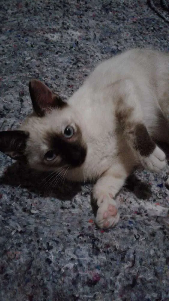 Gato ra a Srd idade Abaixo de 2 meses nome Florzinha