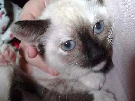 Gato ra a Srd idade Abaixo de 2 meses nome Florzinha