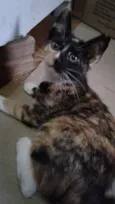 Pipoca  e florzinha 
