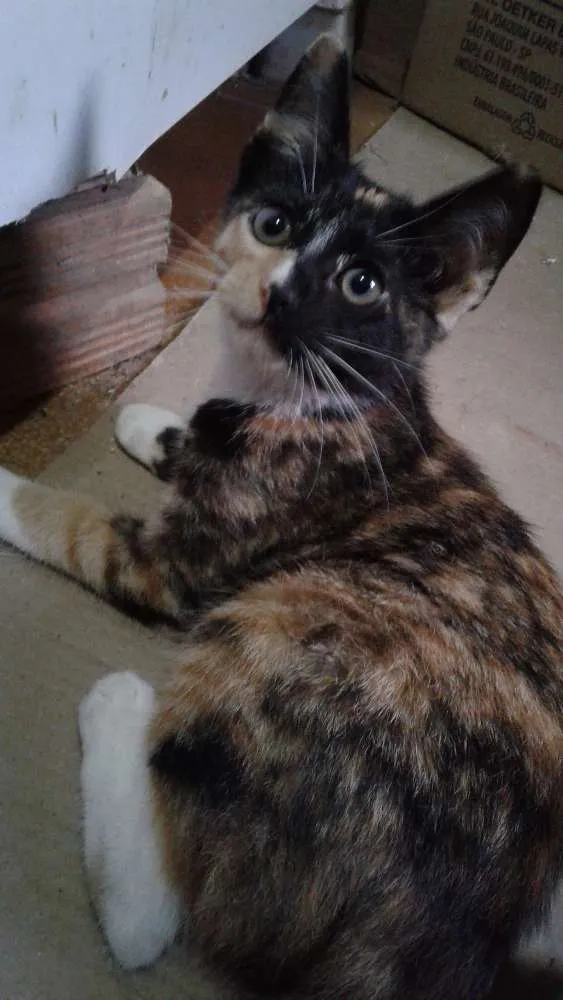 Gato ra a Srd idade 2 a 6 meses nome Pipoca  e florzinha 