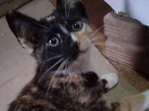 Gato raça Srd idade 2 a 6 meses nome Pipoca  e florzinha 