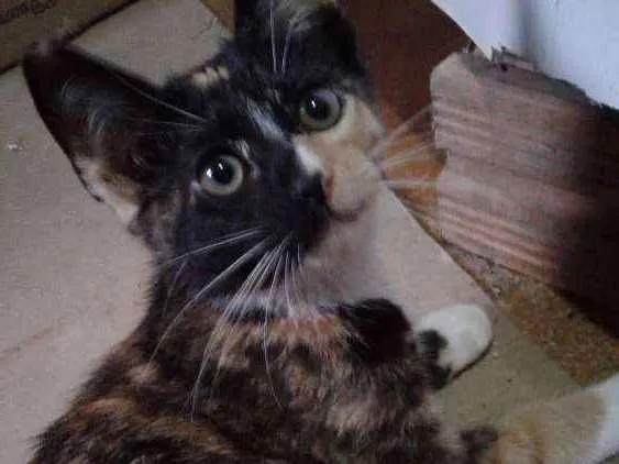 Gato ra a Srd idade 2 a 6 meses nome Pipoca  e florzinha 