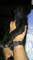 fofuxa