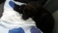 fofuxa