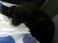 fofuxa
