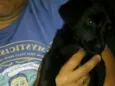 fofuxa