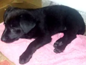 Cachorro raça srd idade 2 a 6 meses nome fofuxa