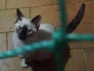 Gato ra a Srd idade 2 a 6 meses nome Pipoca  e florzinha 
