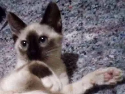 Gato ra a Srd idade 2 a 6 meses nome Pipoca  e florzinha 