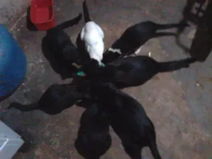 Gato raça raça nao definida idade 2 a 6 meses nome nao tem nome