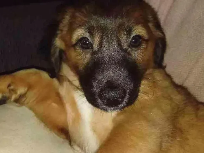 Cachorro ra a SRD idade 2 a 6 meses nome Sem nome