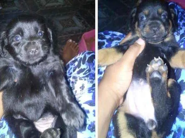 Cachorro raça Pinchi idade Abaixo de 2 meses nome Filhotes