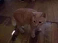 Pequeno