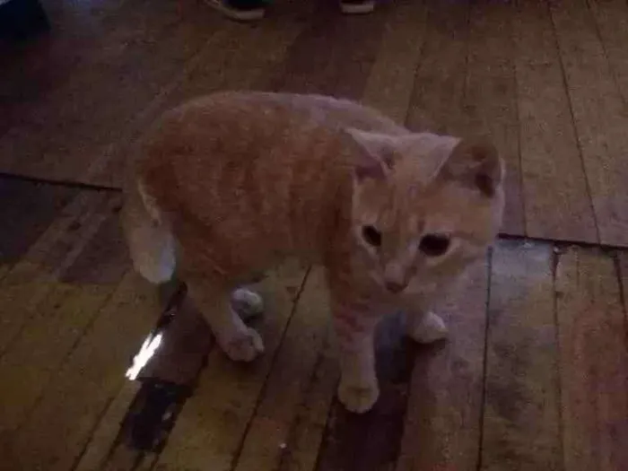 Gato ra a  idade 7 a 11 meses nome Pequeno