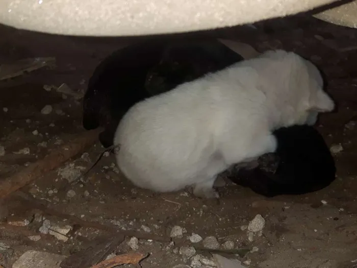 Cachorro ra a Vira lata, labrador  idade Abaixo de 2 meses nome Filhotes