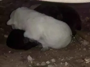 Cachorro raça Vira lata, labrador  idade Abaixo de 2 meses nome Filhotes