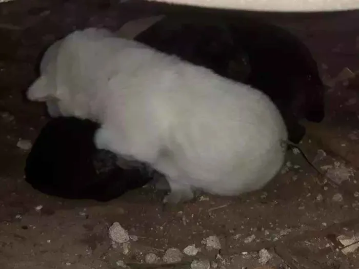 Cachorro ra a Vira lata, labrador  idade Abaixo de 2 meses nome Filhotes