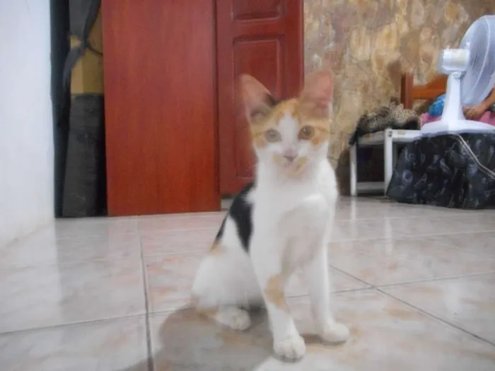 Gato raça  idade 2 a 6 meses nome Esperança