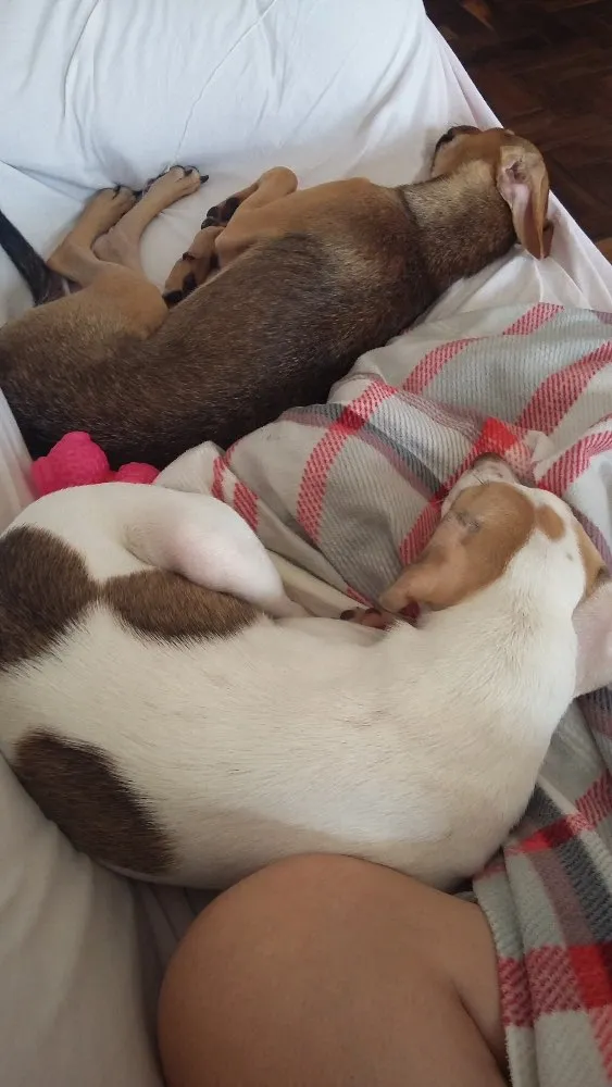 Cachorro ra a SRD idade 1 ano nome Thor e Marie 