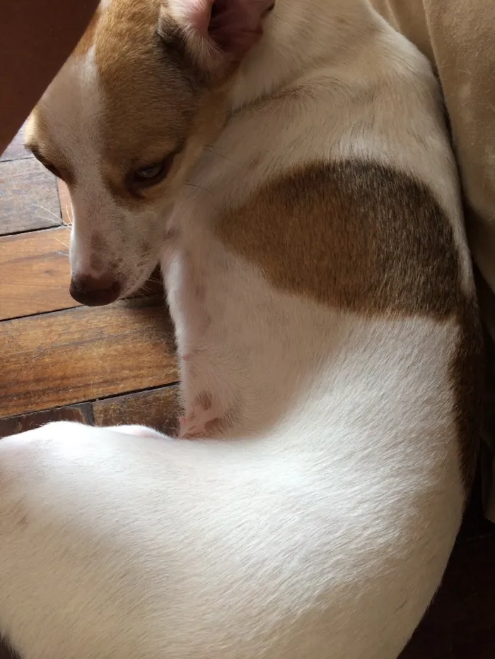 Cachorro ra a SRD idade 1 ano nome Thor e Marie 