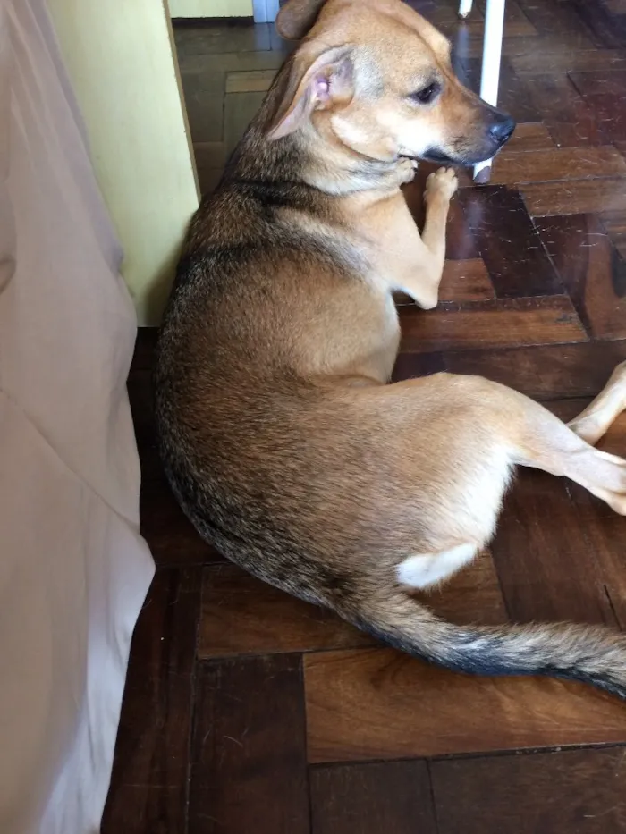 Cachorro ra a SRD idade 1 ano nome Thor e Marie 