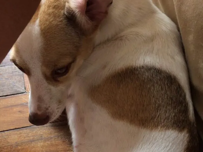 Cachorro ra a SRD idade 1 ano nome Thor e Marie 