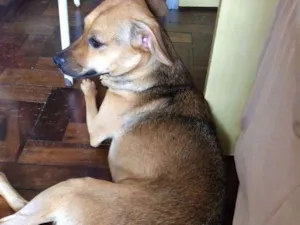 Cachorro raça SRD idade 1 ano nome Thor e Marie 