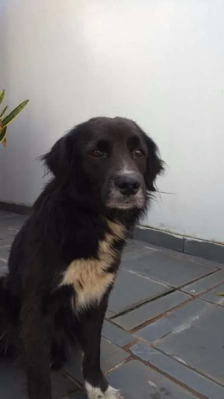 Cachorro ra a Vira lata, traços de border idade  nome Não sei