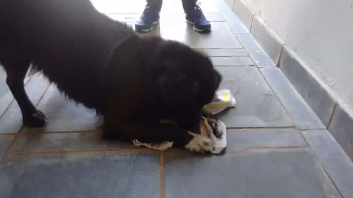 Cachorro ra a Vira lata, traços de border idade  nome Não sei