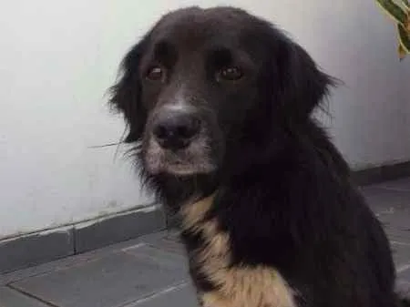 Cachorro ra a Vira lata, traços de border idade  nome Não sei