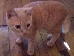 Gato raça  idade 7 a 11 meses nome Pequeno