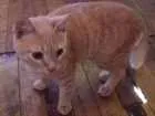 Gato raça  idade 7 a 11 meses nome Pequeno
