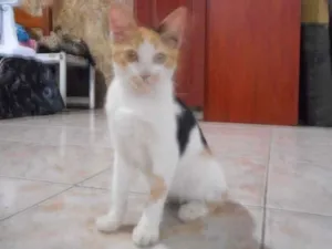 Gato raça  idade 2 a 6 meses nome Esperança
