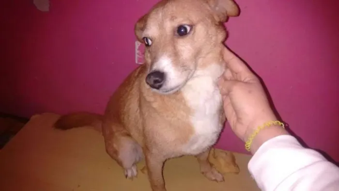 Cachorro ra a Srd idade 2 anos nome Lobinho