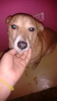 Lobinho