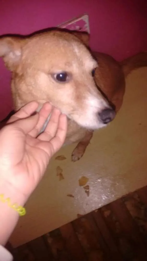 Cachorro ra a Srd idade 2 anos nome Lobinho
