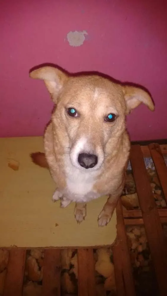 Cachorro ra a Srd idade 2 anos nome Lobinho
