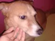 Lobinho