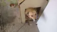 Kika