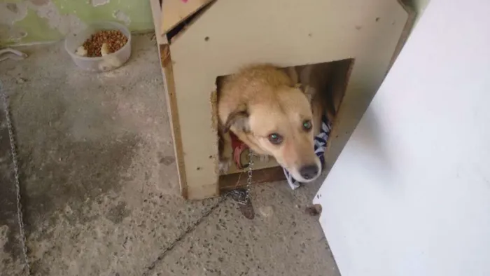 Cachorro ra a Srd idade 3 anos nome Kika