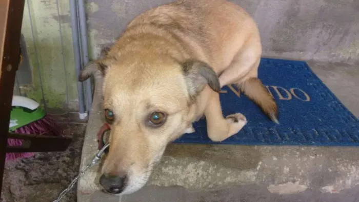 Cachorro ra a Srd idade 3 anos nome Kika