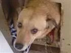 Cachorro raça Srd idade 3 anos nome Kika