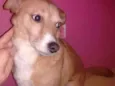 Lobinho