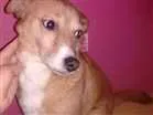 Cachorro raça Srd idade 2 anos nome Lobinho