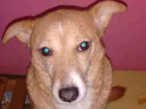 Cachorro ra a Srd idade 2 anos nome Lobinho