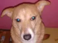 Lobinho