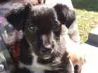 Cachorro raça Vira-Lata idade 2 a 6 meses nome Lola