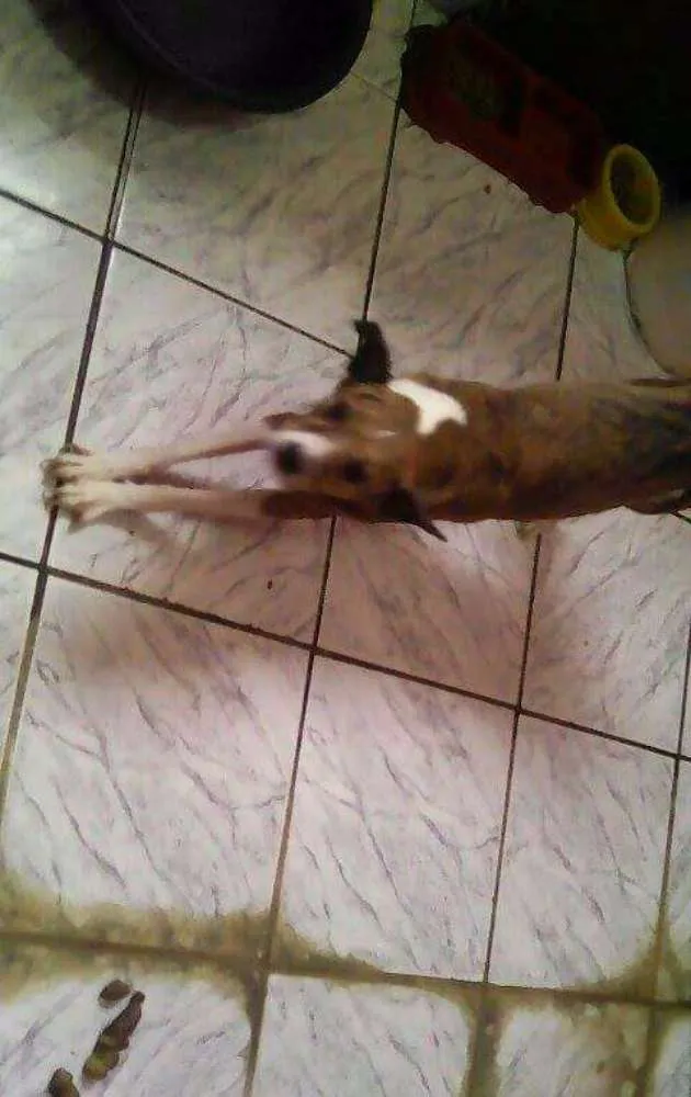 Cachorro ra a Srd idade 3 anos nome Cindy