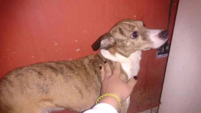 Cachorro ra a Srd idade 3 anos nome Cindy