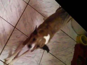 Cachorro raça Srd idade 3 anos nome Cindy